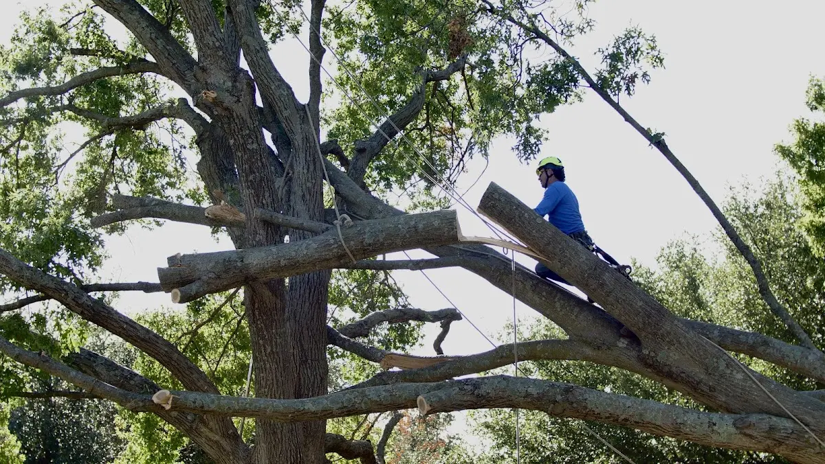Professional Crown Thinning performed by certified arborists in Pillsbury