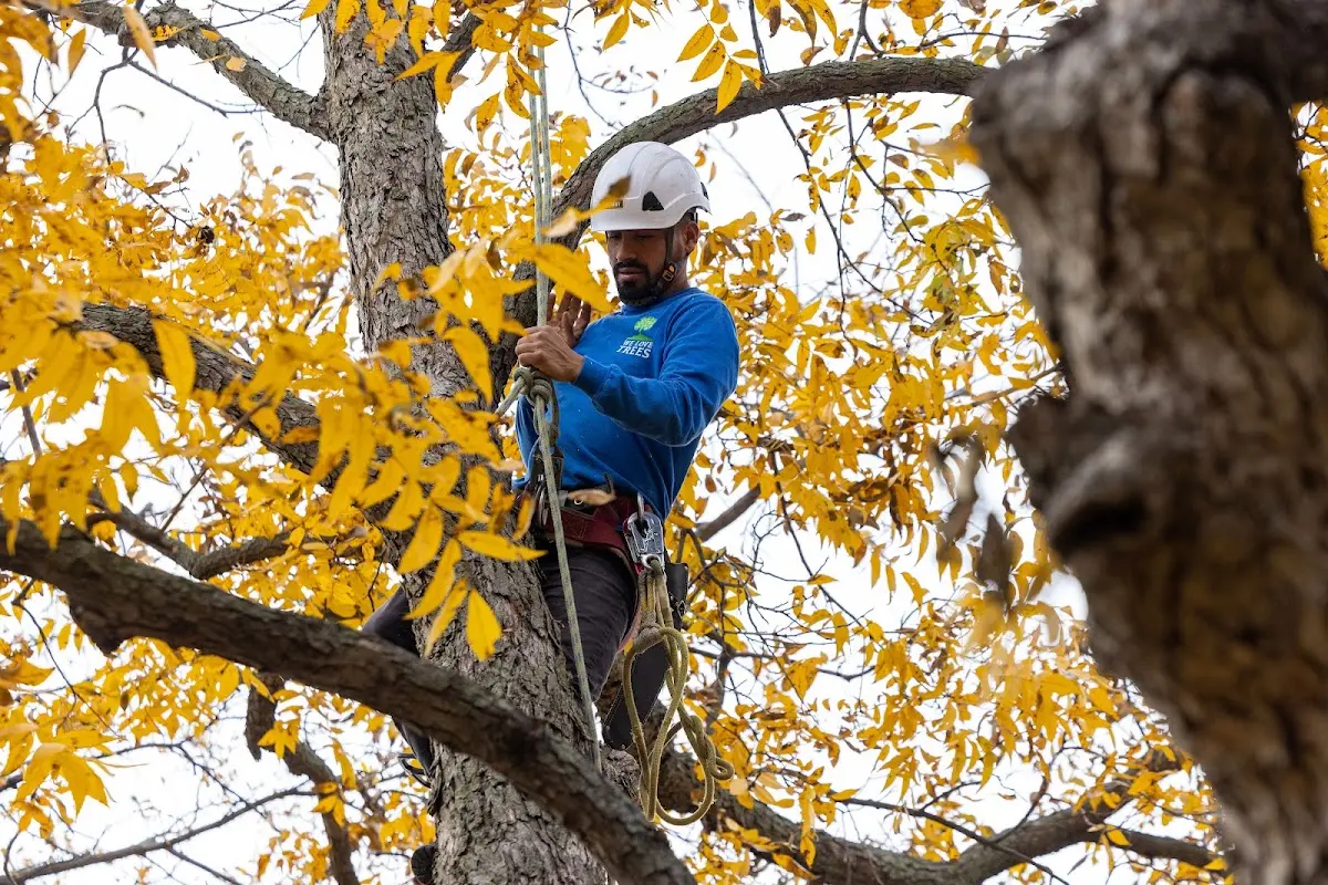 Skilled Tree Pruning crew working in Pillsbury